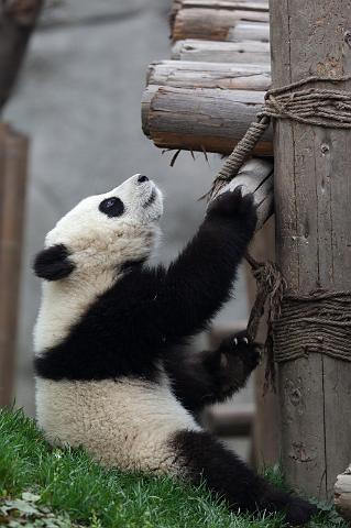 060 Chengdu, giant panda research center, reuzenpanda.jpg